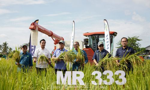 PADI MR 333 PERKUKUH DAYA SAING INDUSTRI PADI NEGARA