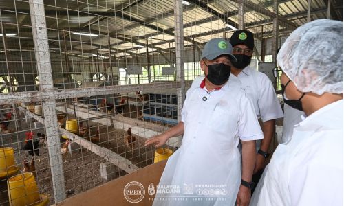 YB MENTERI KPKM TINJAU KEJAYAAN PENYELIDIKAN AYAM SAGA MARDI DI MUADZAM SHAH