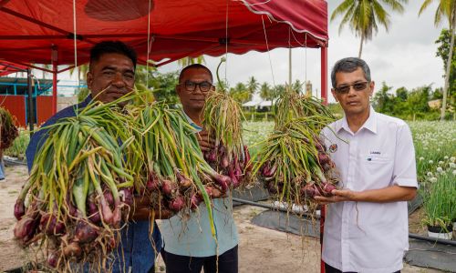 MARDI PERLUAS TANAMAN BENIH BAWANG, SOKONG SASARAN PENGURANGAN IMPORT